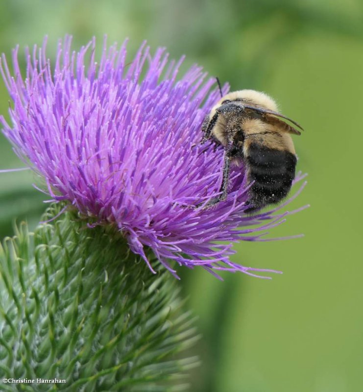 Bumble bee (Bombus)