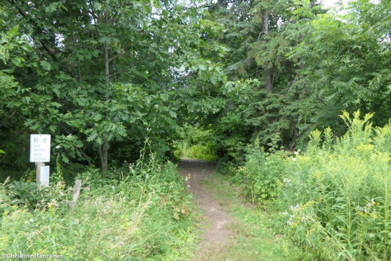 The old woods