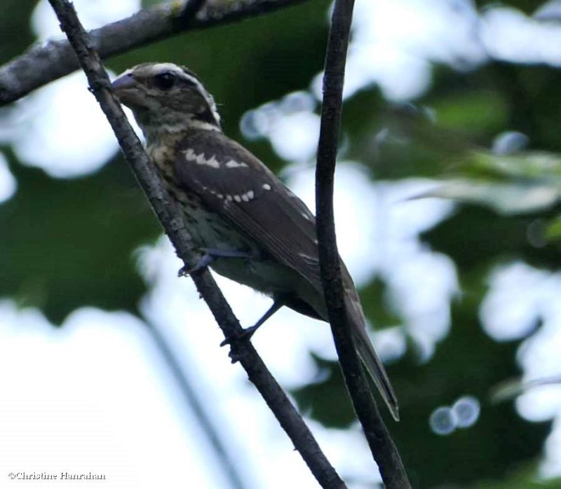 Rose-breasted grosbeak