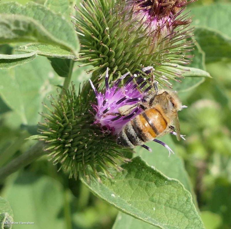 Honey bee (Apis mellifera)