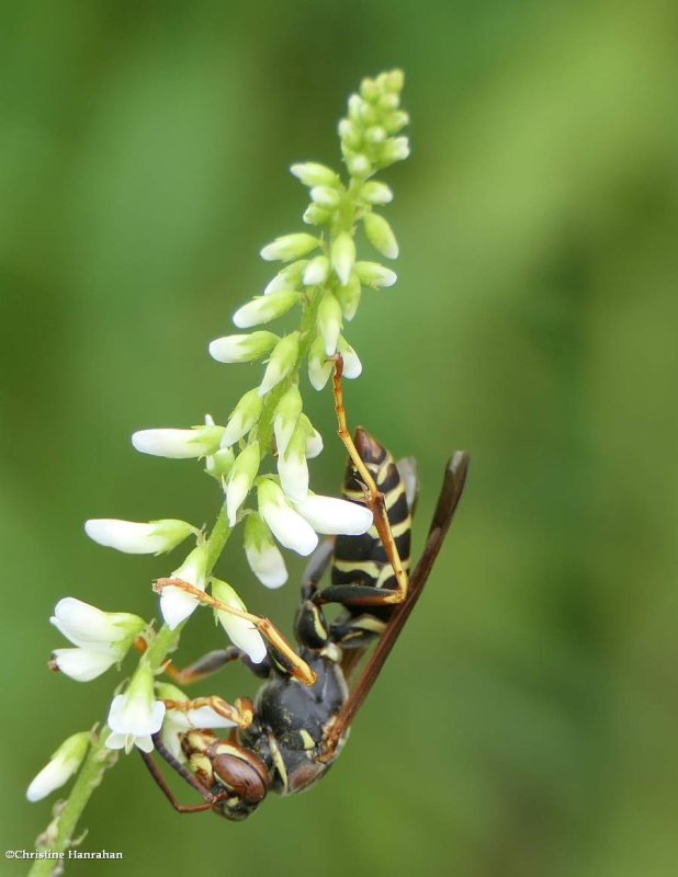 Paper wasp (Polistes fuscatus)