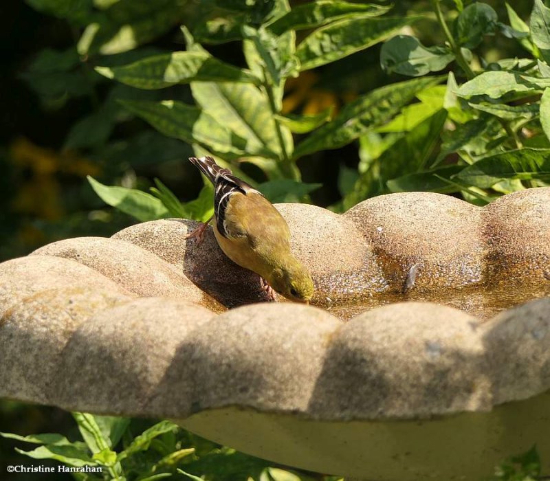 American goldfinch