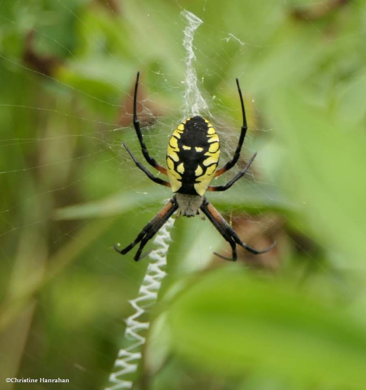 Garden orbweaver (Argiope aurantia), female