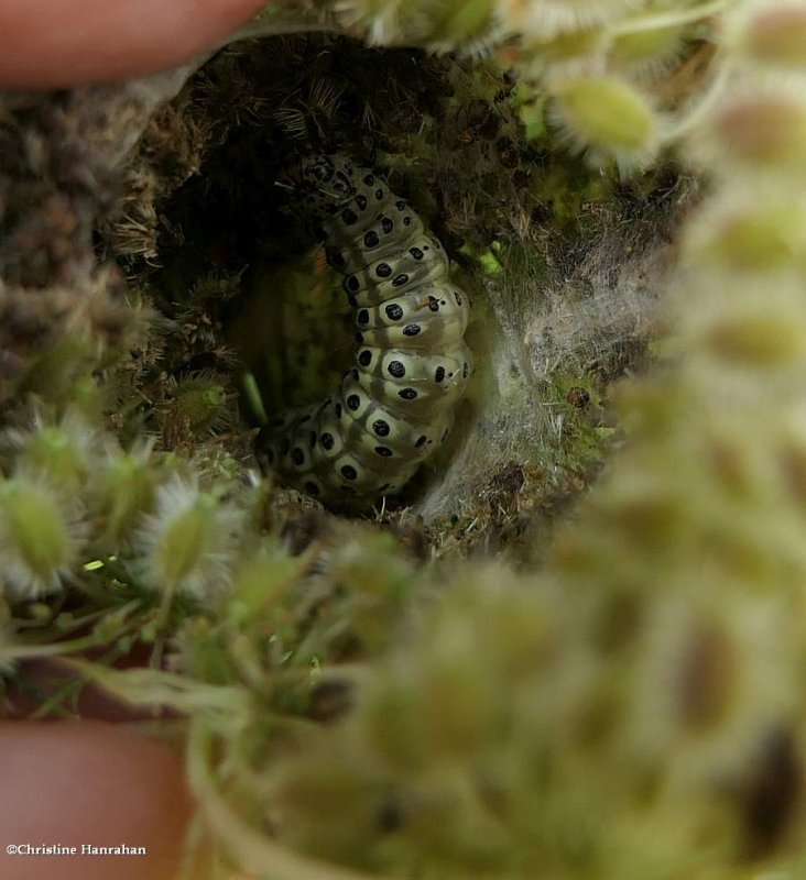Carrot seed moth caterpillar  (Sitochroa palealis), #4986.1