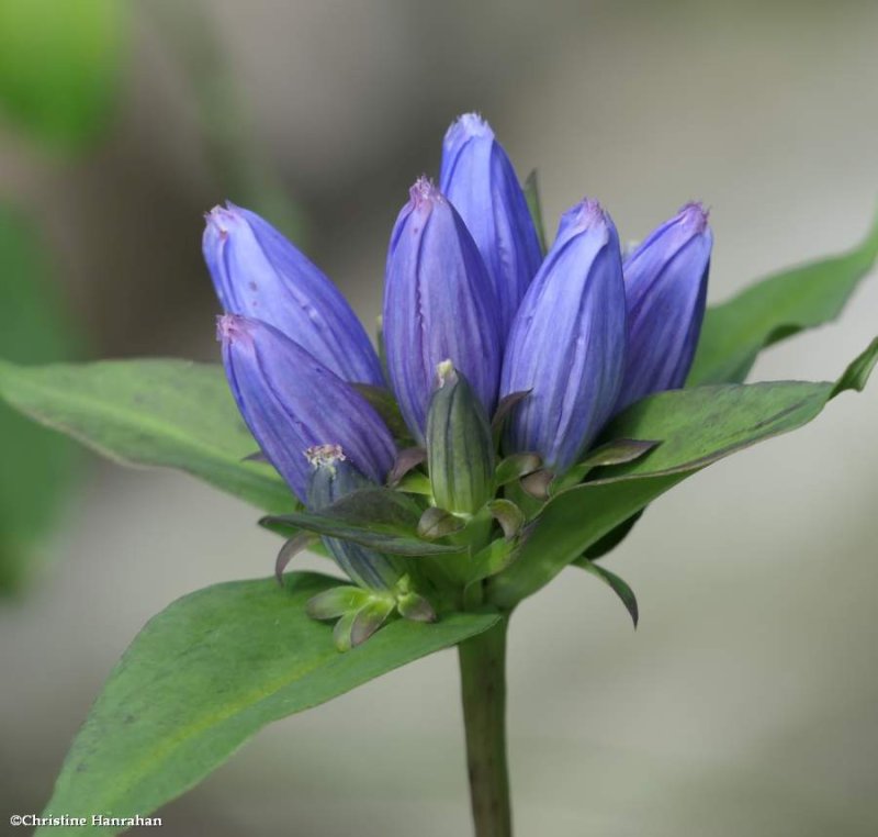 Bottle gentian  (Gentiana andrewsii)