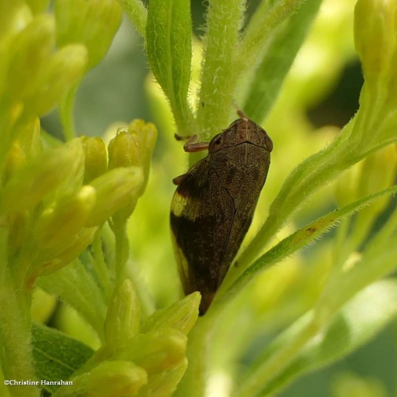 Spittlebug (Cercopidae)