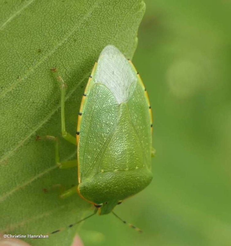 Large green stinkbug (Chinavia hilaris)