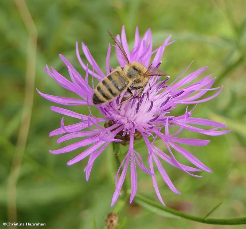 Honey bee (<em>Apis mellifera</em>)