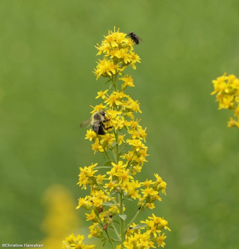 Goldenrod and insects (Solidago)