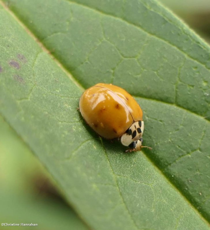 Asian lady beetle (Harmonia axyridis) 