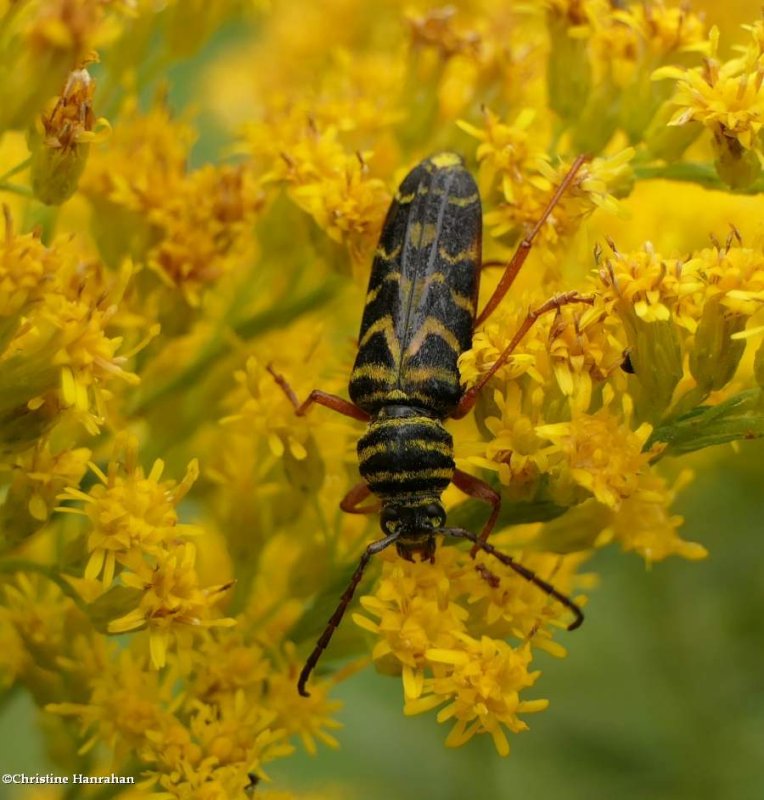 Locust borer  (Megacyllene robiniae)