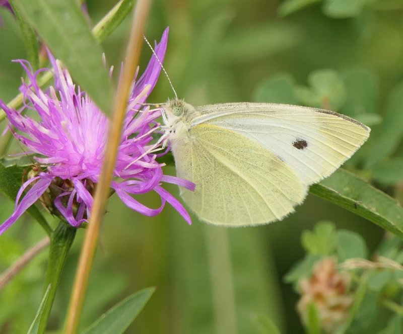 Cabbage white butterfly   (Pieris rapae)