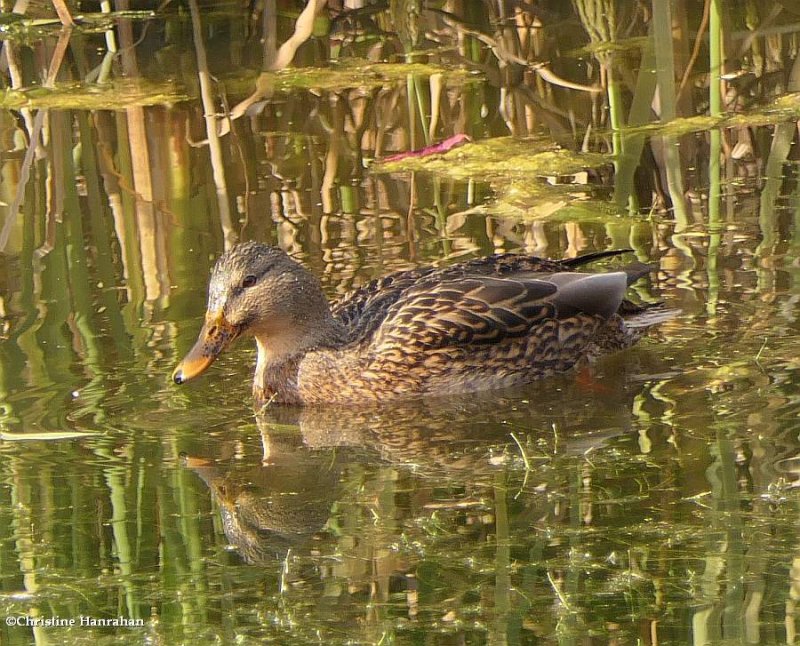 Mallard, female