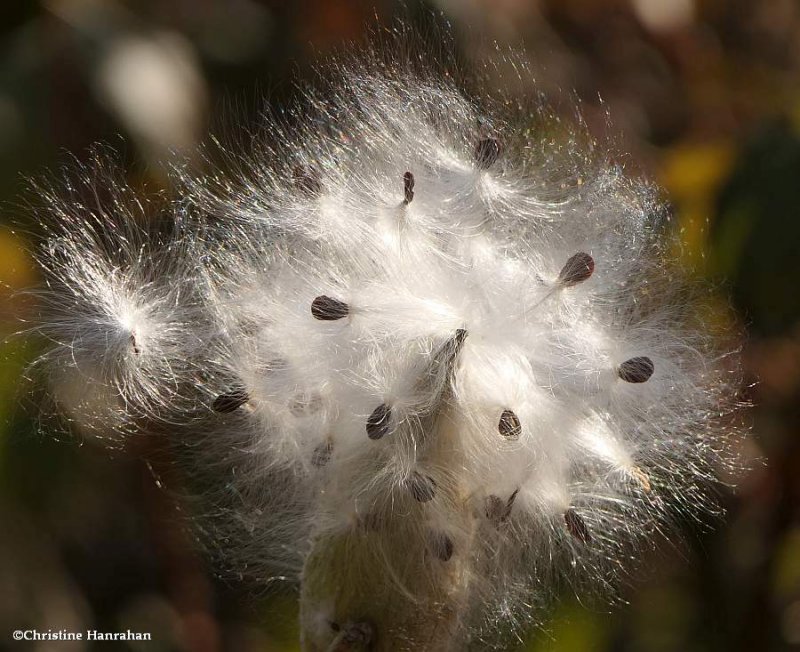 common milkweed (Asclepias syriaca)