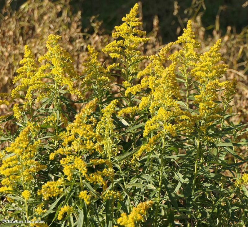 Canada goldenrod  (Solidago canadensis)