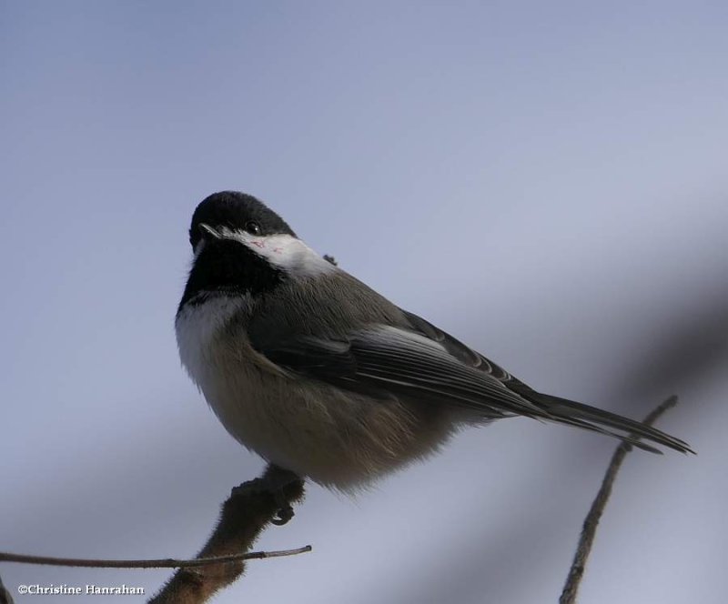 Black-capped chickadee