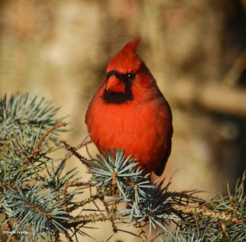 Northern cardinal, male