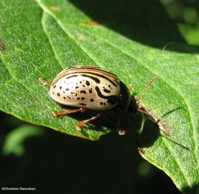 Dogwood calligrapher (Calligrapha philadelphica) on red-osier dogwood