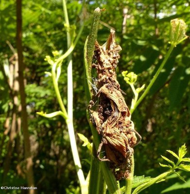 Parsnip webworm work (Depressaria pastinacella), #0922