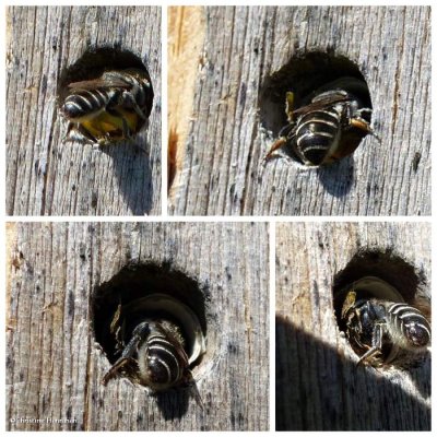 Leafcutter bee (Megachilid)
