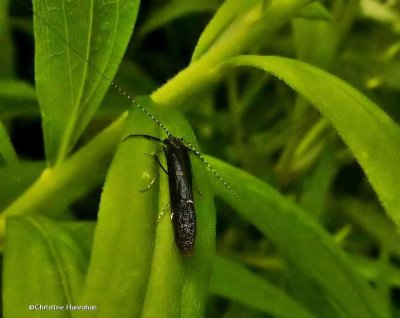 Long-horned Caddisfly (Leptoceridae sp.)