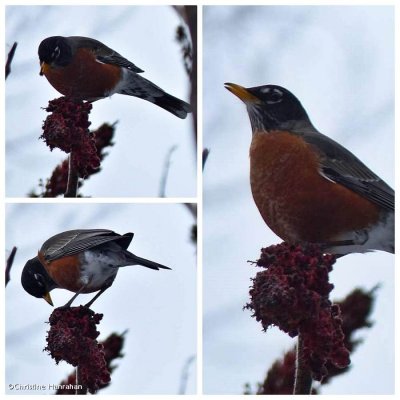 American robin on sumac