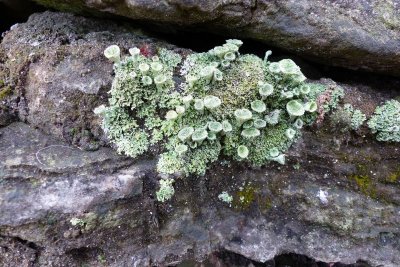Lichens of FWG