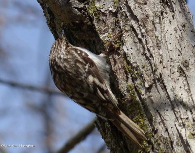 Brown creeper