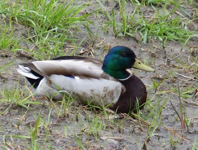 Mallard. male