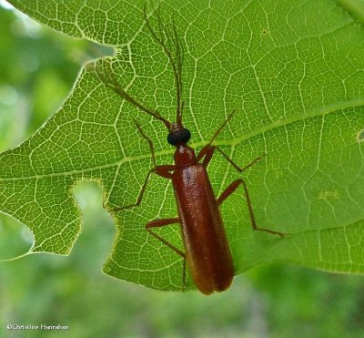 Fire-coloured Beetles (Family: Pyrochroidae)