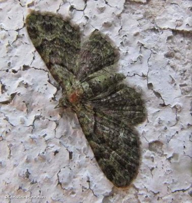 Green pug (Pasiphila rectangulata), #7625