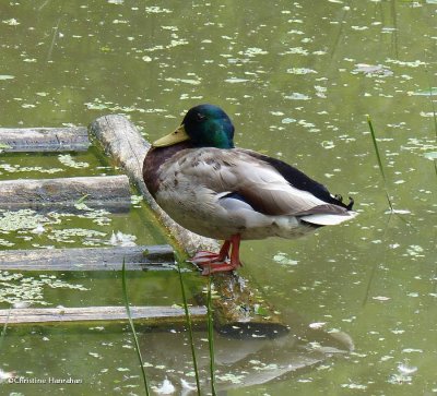 Mallard
