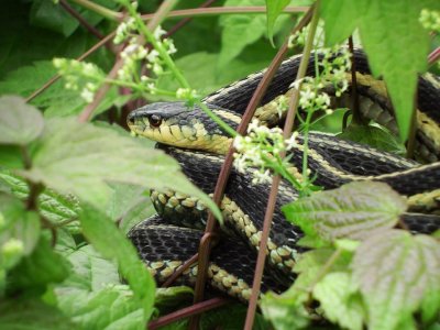 Garter Snake (Hamnophis sirtalis)