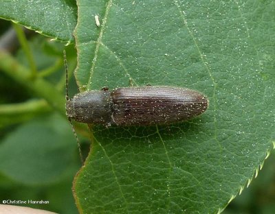 Click beetle (<em>Limonius</em> sp.)