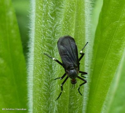 Gall midge (Asphondylia)