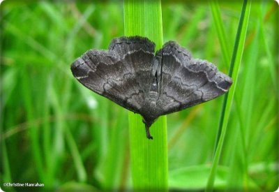 Black-banded owlet moth  (Phalaenostola larentioides), #8364
