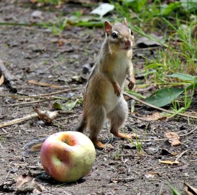 Eastern chipmunk  (<em>Tamias striatus</em>)