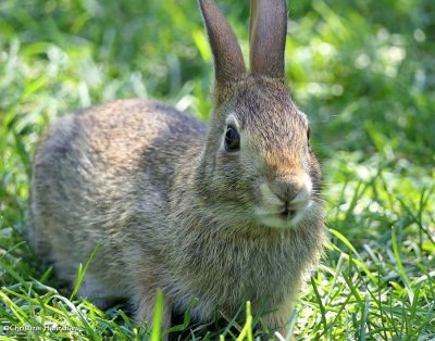 Eastern cottontail rabbit   (<em>Sylvilagus floridanus</em>)