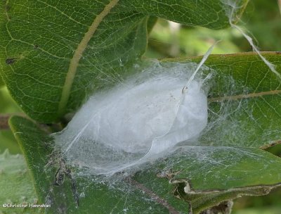 Jumping spider nest