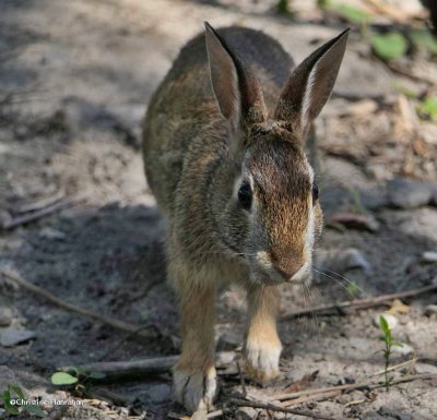 Eastern cottontail rabbit   (Sylvilagus floridanus)