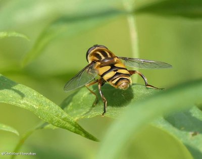 Hover fly (Helophilus)