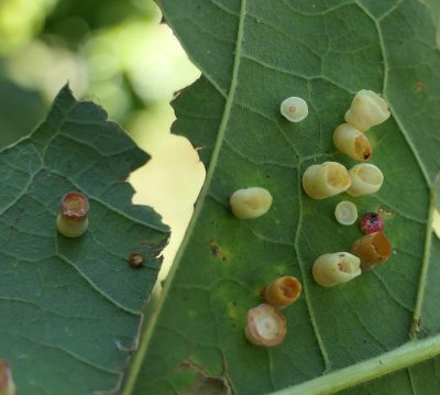 Cynipid wasp galls (Phylloteras poculum)