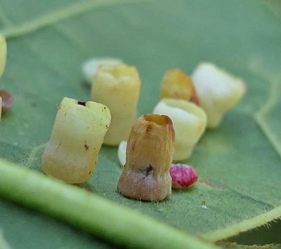 Cynipid wasp galls (Phylloteras poculum)