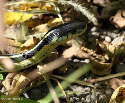 Garter snake  (Thamnophis sirtalis)