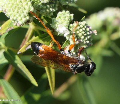 Great golden digger wasp (Sphex ichneumoneus)