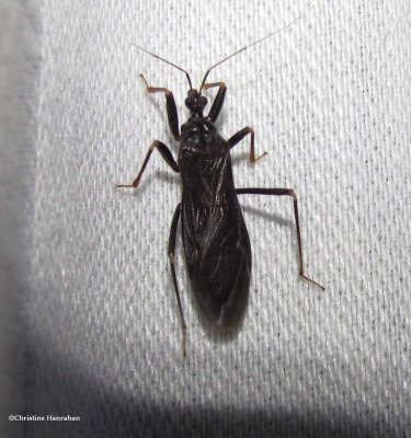 Assassin Bugs (Family: Reduviidae)