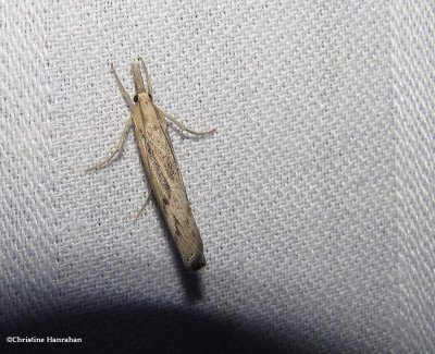 Sod webworm moth  (Pediasia trisecta), #5413