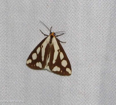 Confused haploa moth (Haploa confusa)  #8112