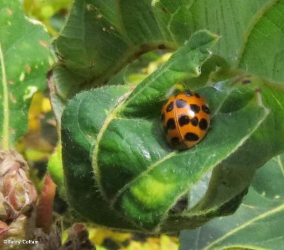 Asian ladybeetle  (<em>Harmonia axyridis</em>)