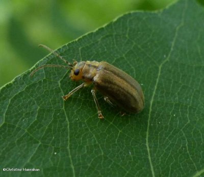 Leaf beetle (Ophraella conferta)